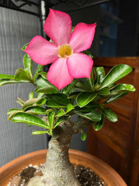 Non-gmo adenium desert rose samen