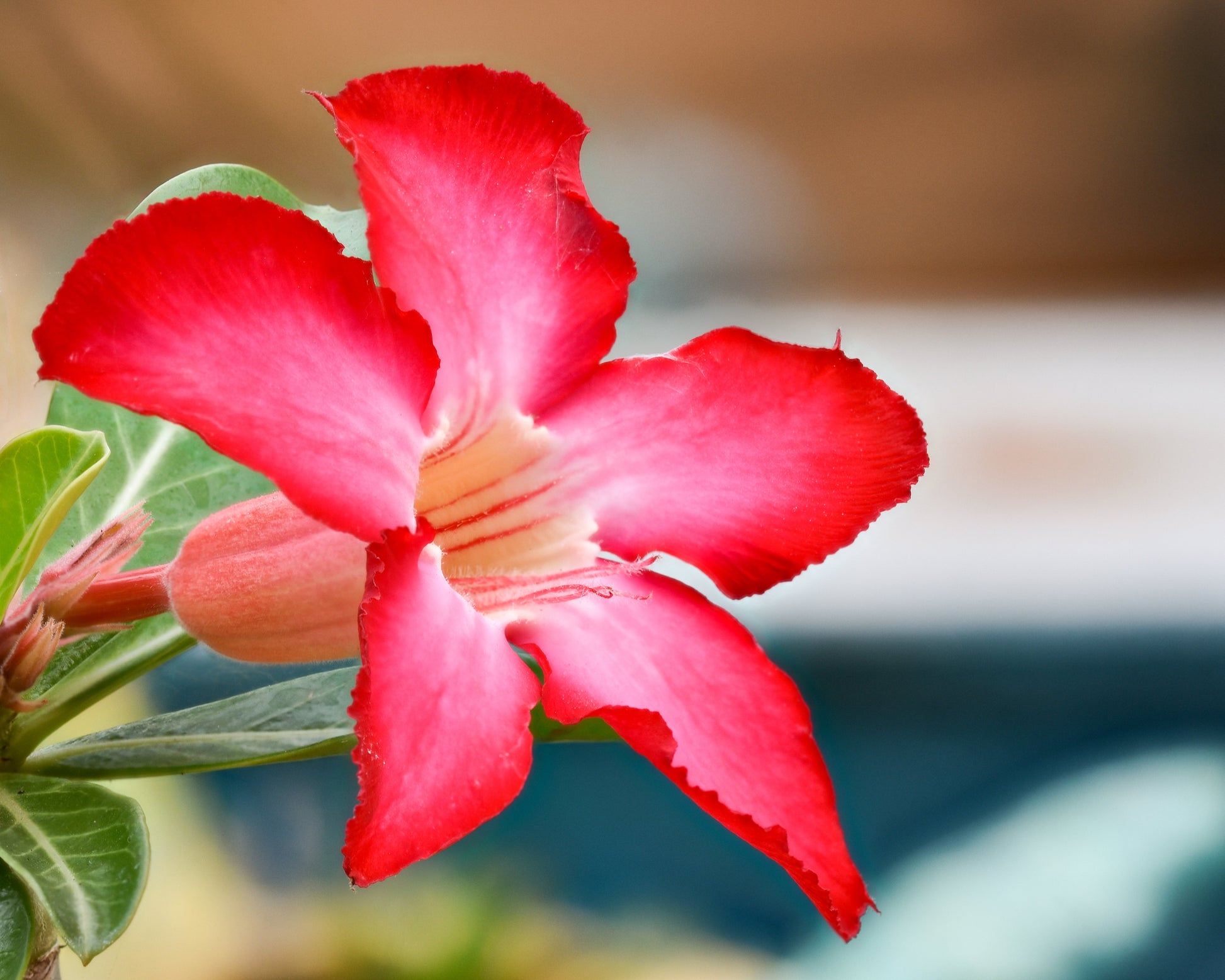 Non-gmo adenium obesum samen premium quality for anpflanzung