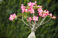 Non-gmo adenium obesum samen