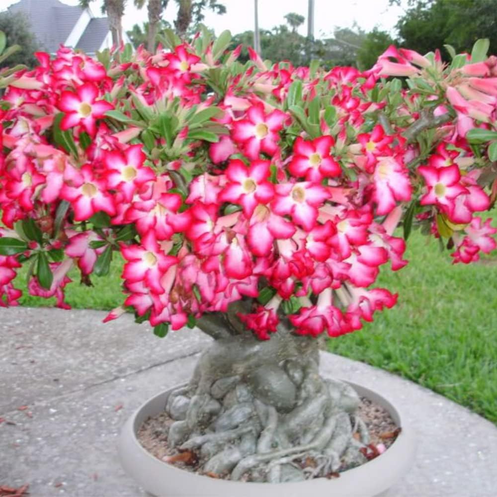 Non-gmo adenium obesum rosa & gelb samen