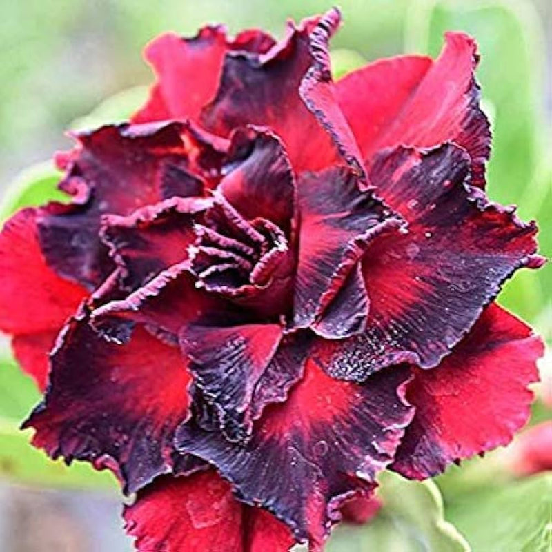 Non-gmo adenium obesum rot schwarz samen for gardening