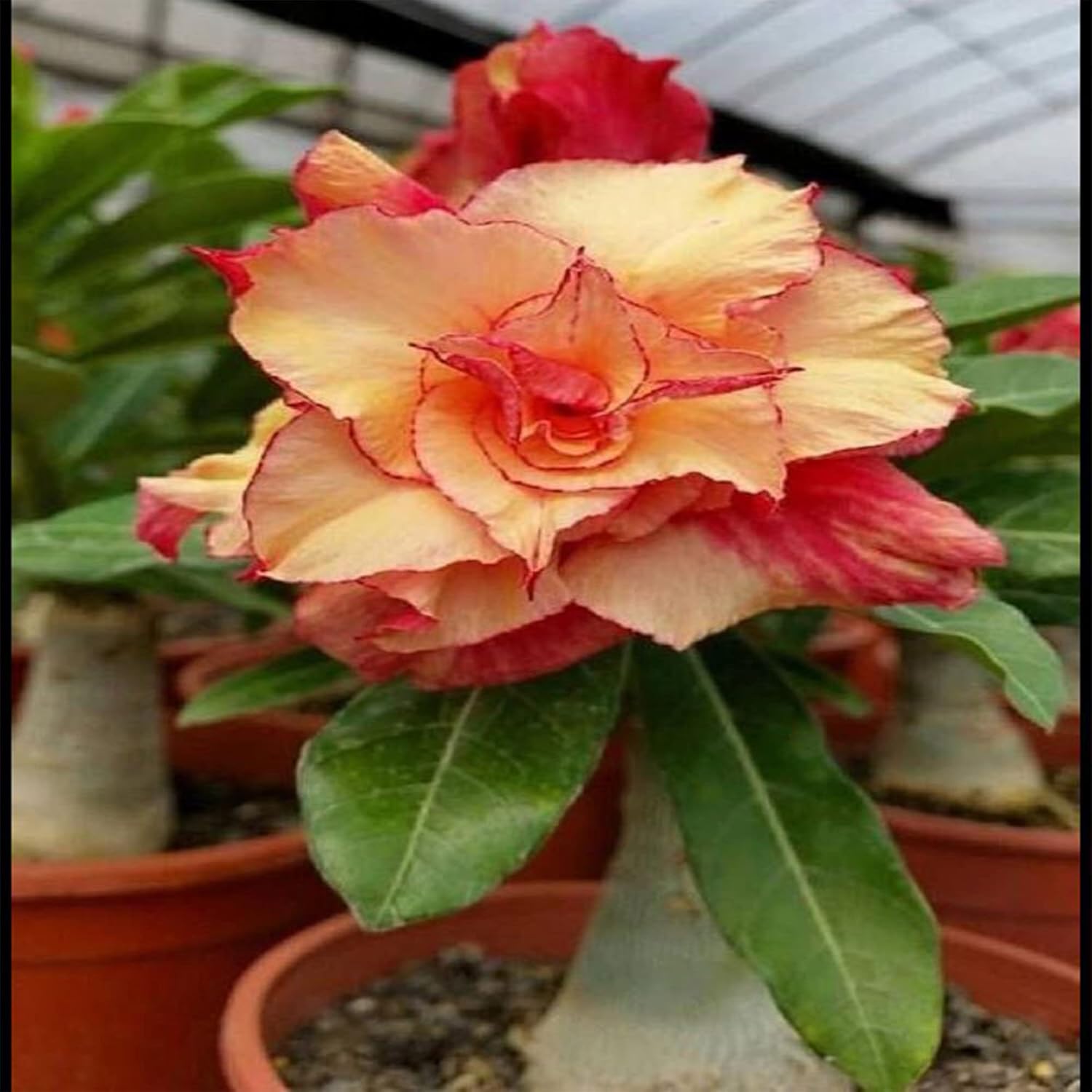 Non-gmo rot adenium obesum samen