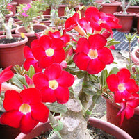 Non-gmo adenium samen for home gardening
