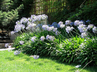 Non-gmo agapanthus anpflanzung samen