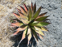gentechnikfrei Agave Kerchovei Samen