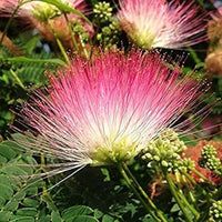Non-gmo albizia julibrissin samen