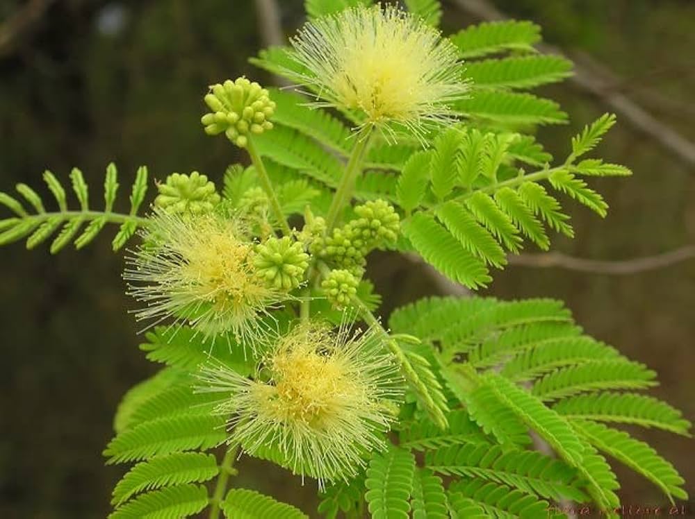 Non-gmo albizia cream blume samen for gardening