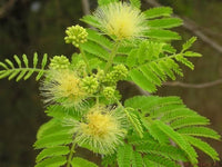 Non-gmo albizia cream blume samen for gardening