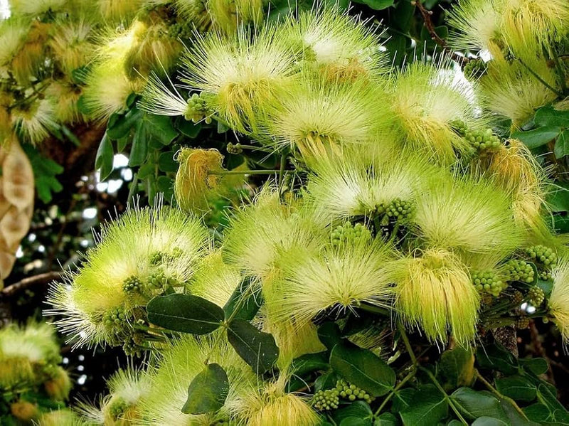 Non-gmo albizia blume samen for gardening