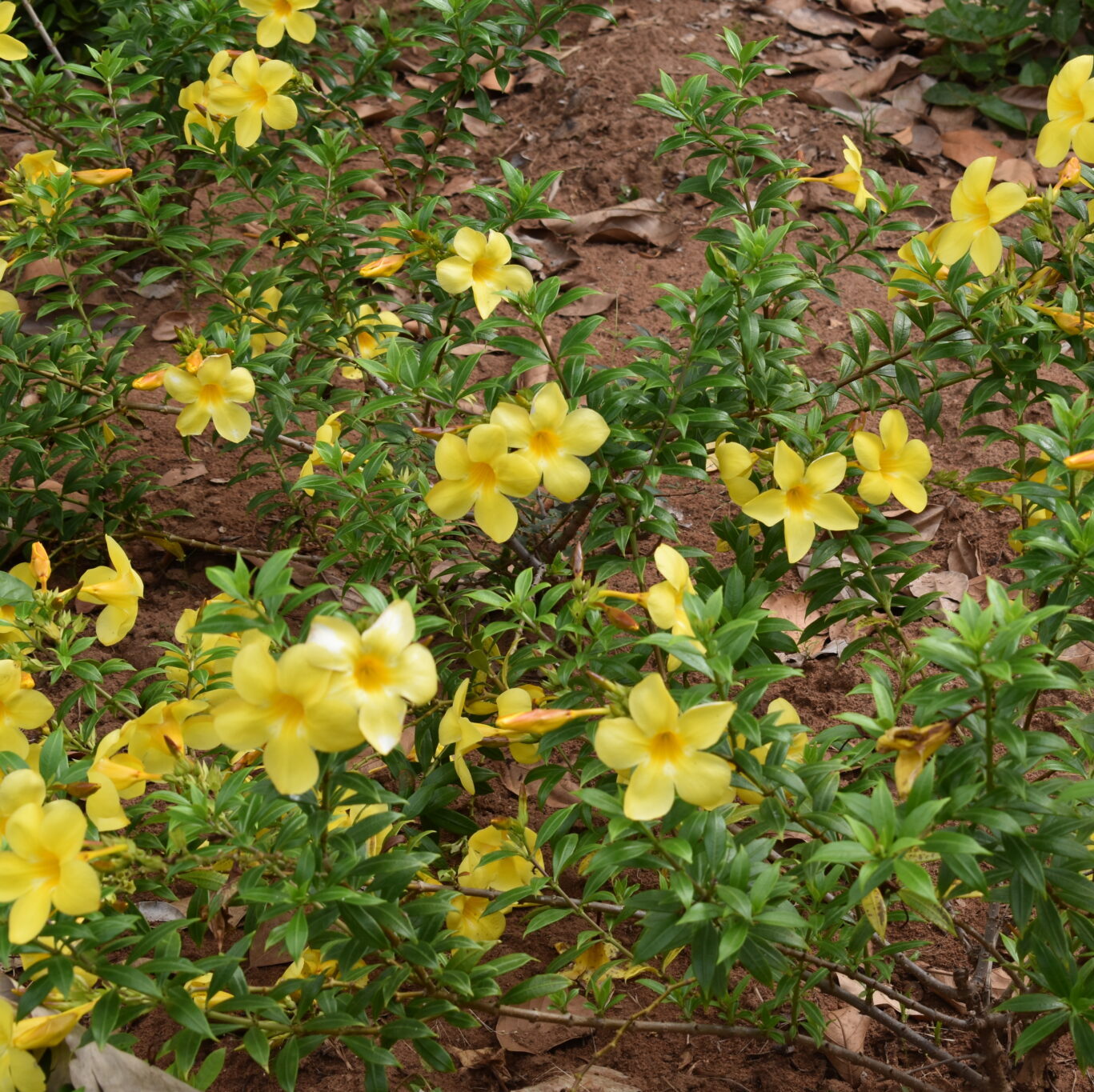 Non-gmo allamanda blume samen