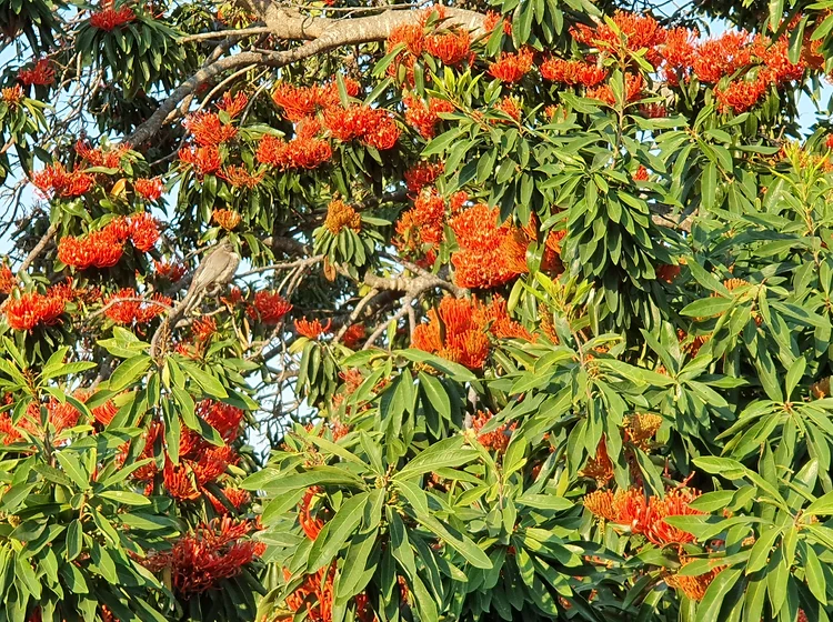 Non-gmo alloxylon tree samen