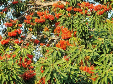 Non-gmo alloxylon tree samen