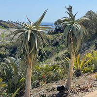 gentechnikfrei Aloe Dichotoma Samen