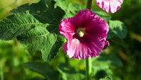 Non-gmo althaea rosea rosa samen for home gardening