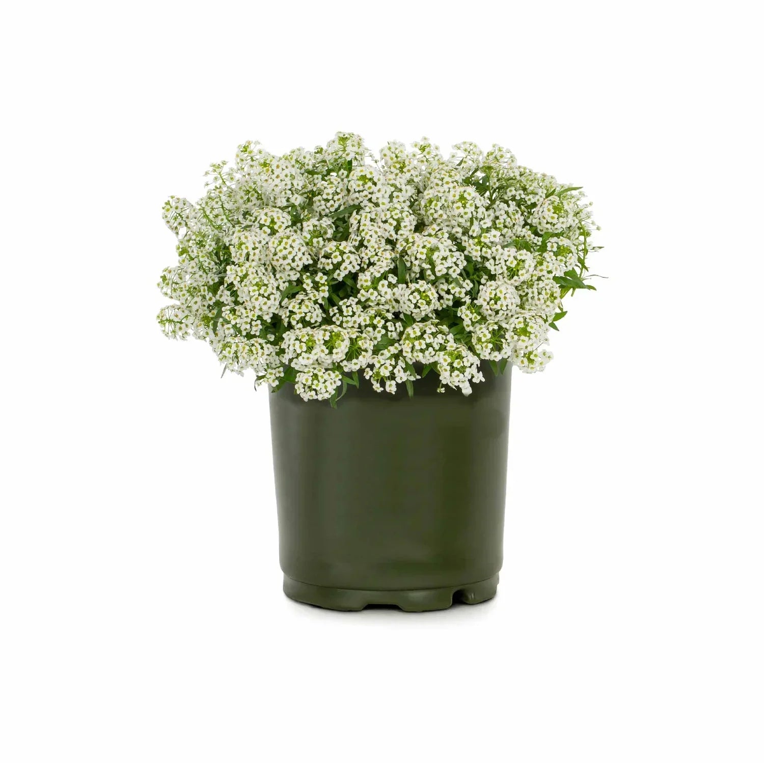 Non-gmo alyssum blume samen