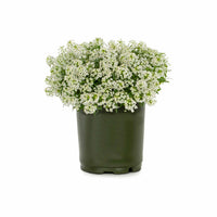 Non-gmo alyssum blume samen
