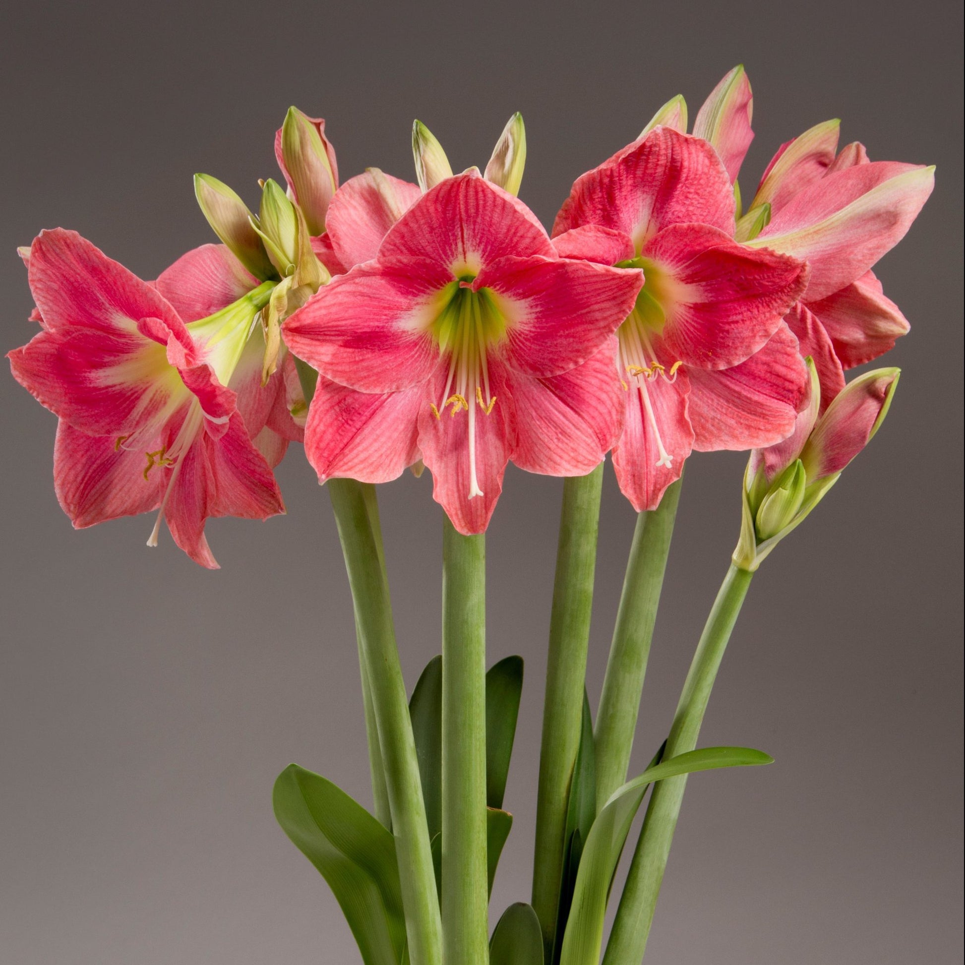 Premium non-gmo dark rosa amaryllis samen