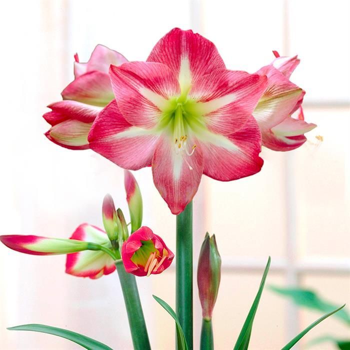 Non-gmo amaryllis barbados rosa blume samen for gardening