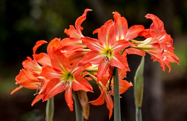 Non-gmo weiß orange amaryllis samen for home gardening