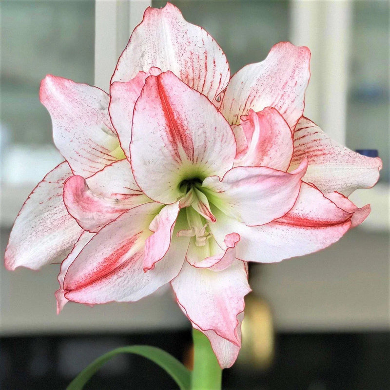 Amaryllis rosa weiß blume samen for striking and diverse anpflanzung