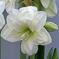 Premium non-gmo weiß amaryllis samen