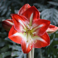 Amaryllis blume samen for anpflanzung - vibrant rot & weiß blooms