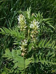 gentechnikfrei American Licorice Samen for native restoration landscapes