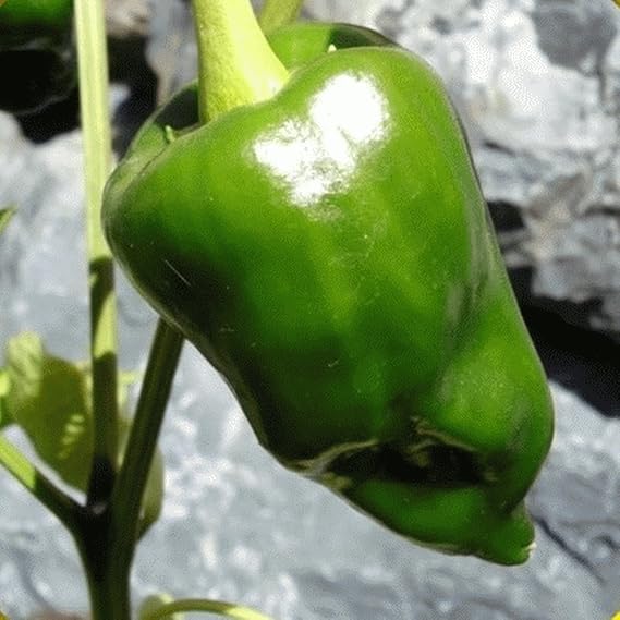 Non-gmo ancho poblano pepper samen