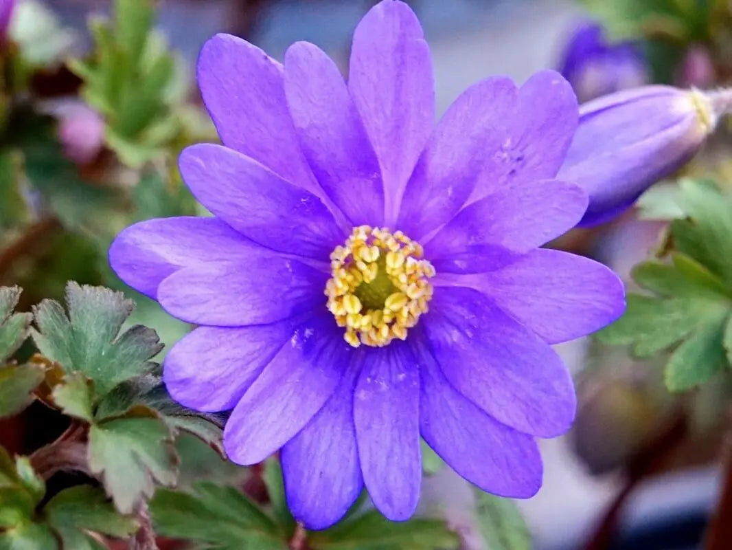 Non-gmo anemone blanda samen