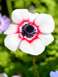 Non-gmo anemone blume samen for vibrant gardens