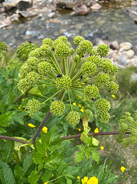 gentechnikfrei Angelica Blume Samen for cottage and pollinator gardens