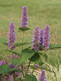 gentechnikfrei Anise Hyssop Kraut Samen with fragrant foliage