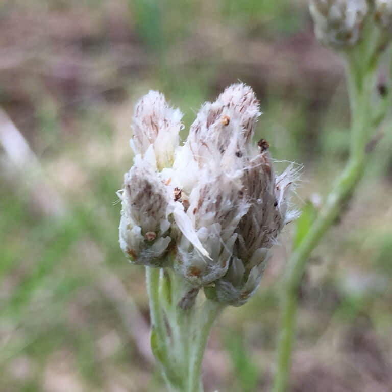 Non-gmo antennaria neglecta samen