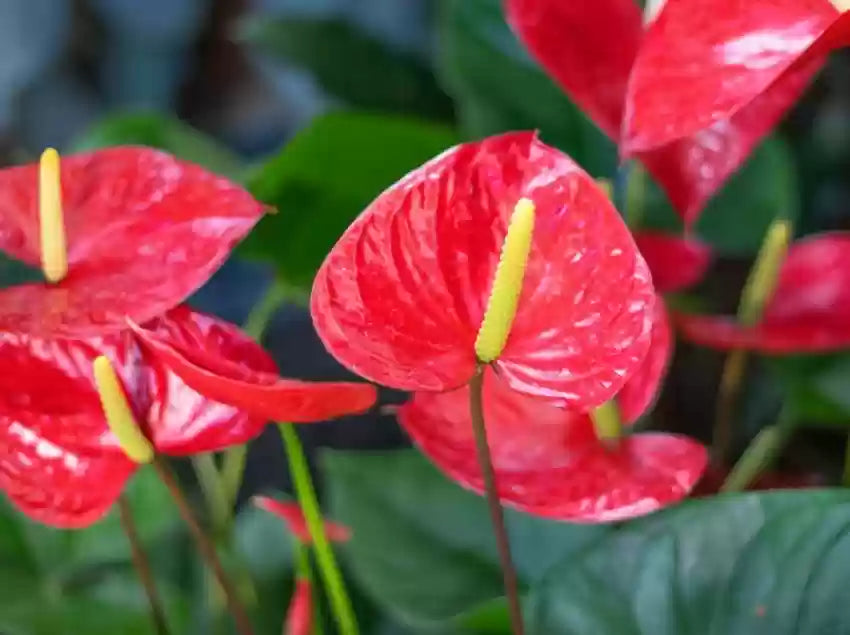 Non-gmo anthurium andraeanu blume samen