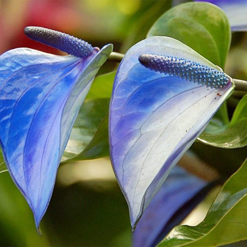 Non-gmo anthurium linden sky blau samen for gardening