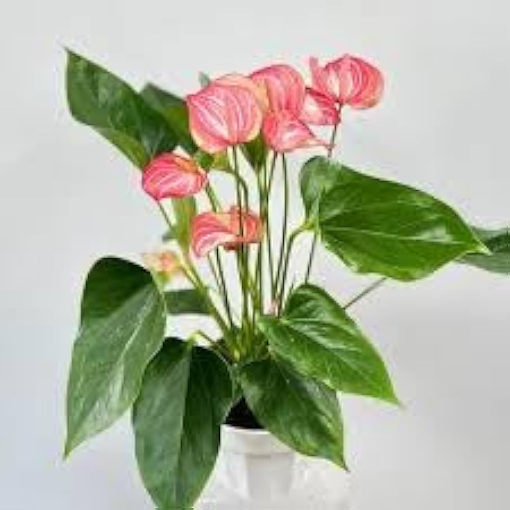 Non-gmo anthurium orange blume samen