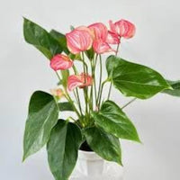 Non-gmo anthurium orange blume samen