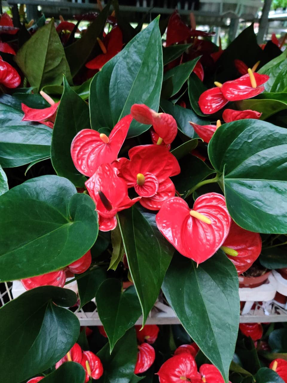 Non-gmo exotic anthurium rot & weiß blume samen