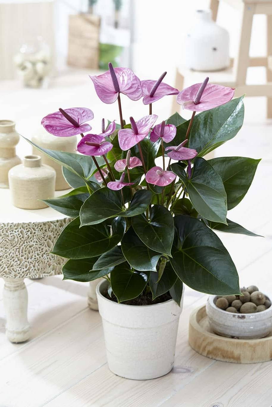 Non-gmo exotic anthurium violet blume samen