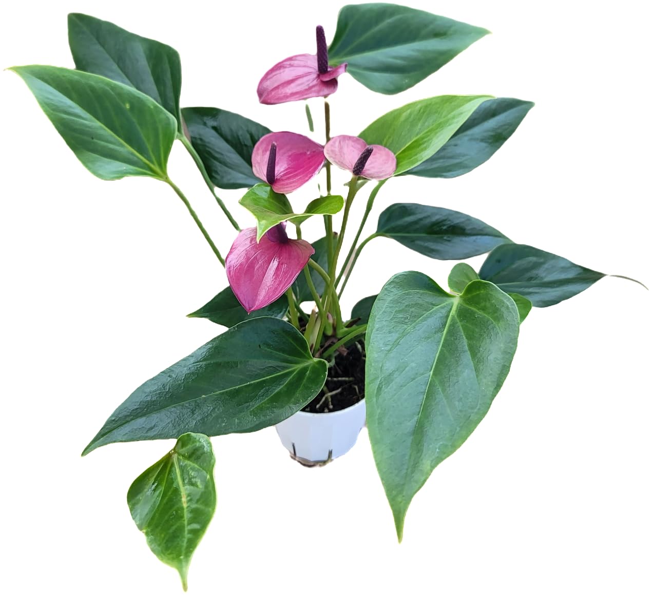 Non-gmo anthurium violet blume samen for gardening