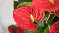 Non-gmo rot mixed anthurium samen for gardening