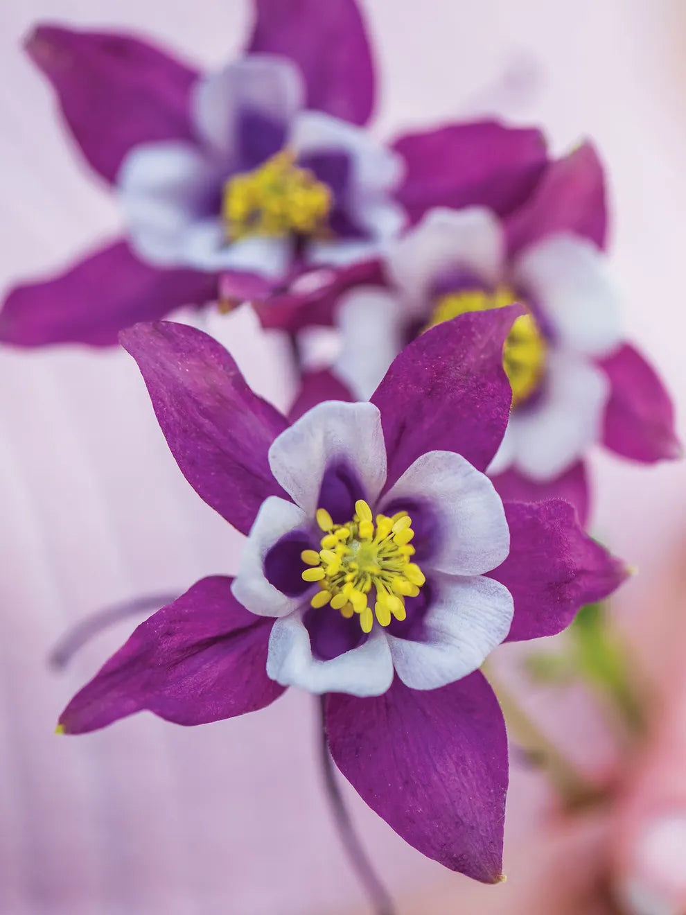Non-gmo lila & weiß aquilegia samen for gardening