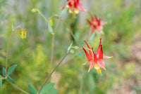 Non-gmo orange & weiß aquilegia samen for home gardening