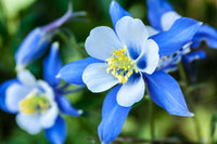 Non-gmo aquilegia blume samen for gardening