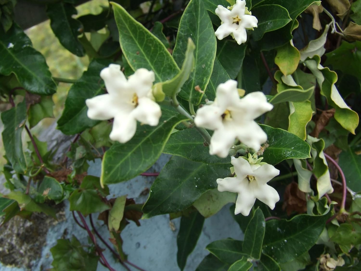 Non-gmo araujia climbing blume samen