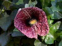 Non-gmo aristolochia elegans blume samen