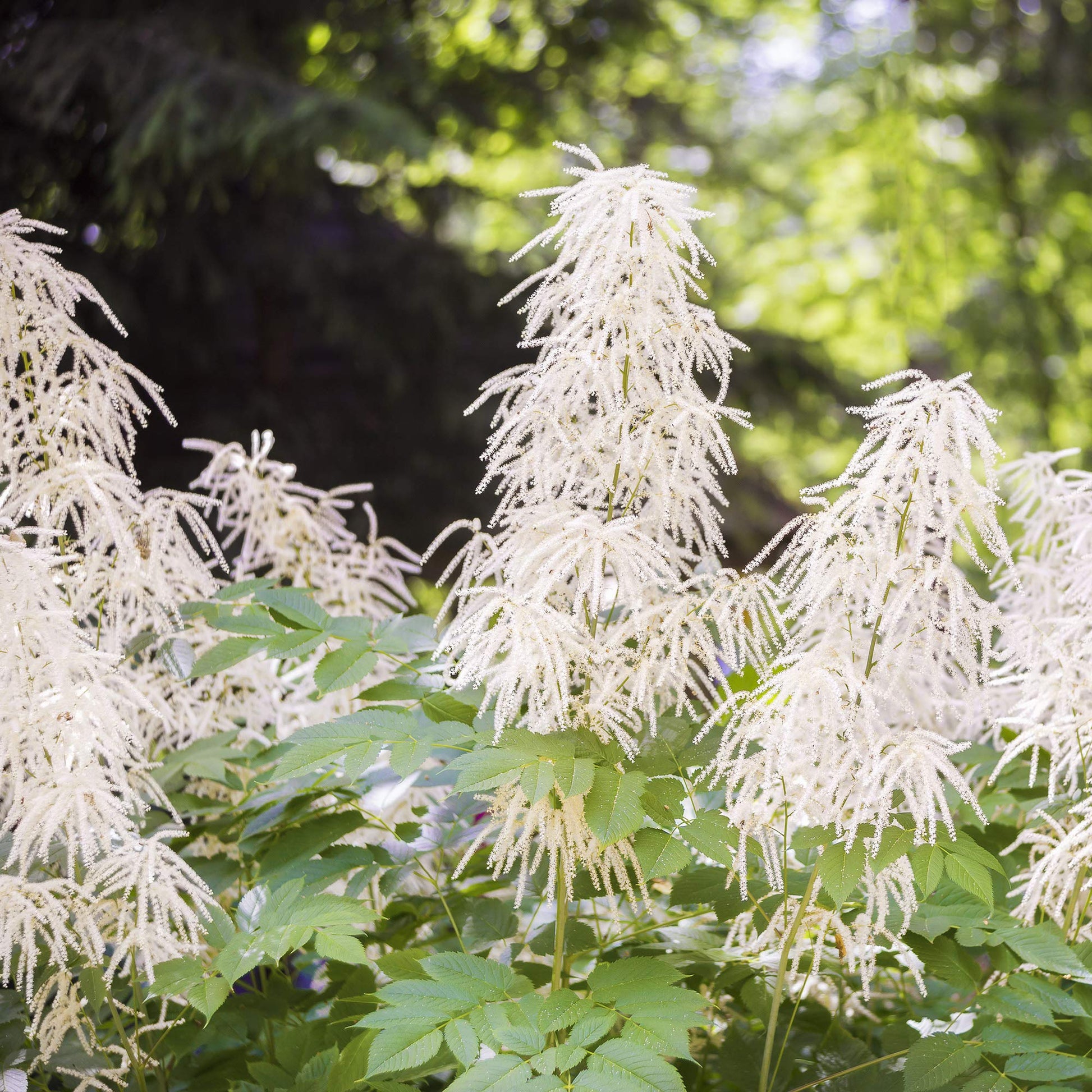 Non-gmo aruncus blume samen