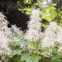 Non-gmo aruncus blume samen