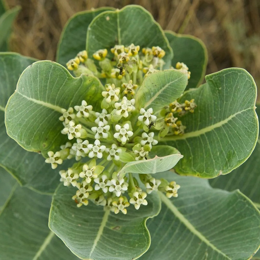 Non-gmo asclepias arenaria samen