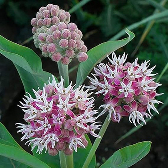 Non-gmo asclepias speciosa milkweed samen